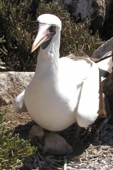 Masked Booby and Chick