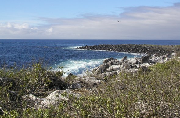 Punta Suarez
