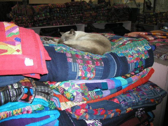 Sleeping Cat