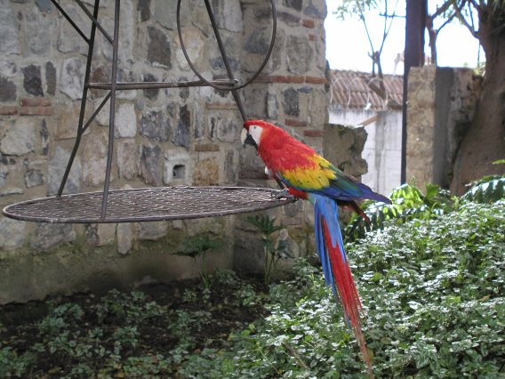 Scarlet Macaw