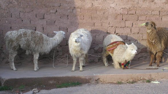 Llama Line-up