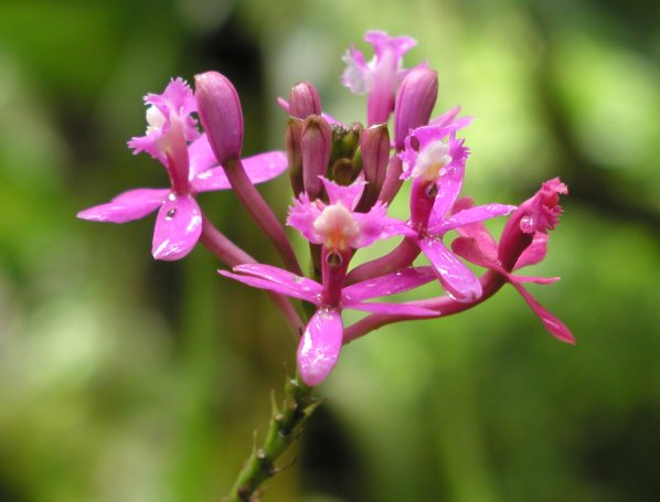 Orchid Trail