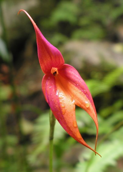 Orchid Trail