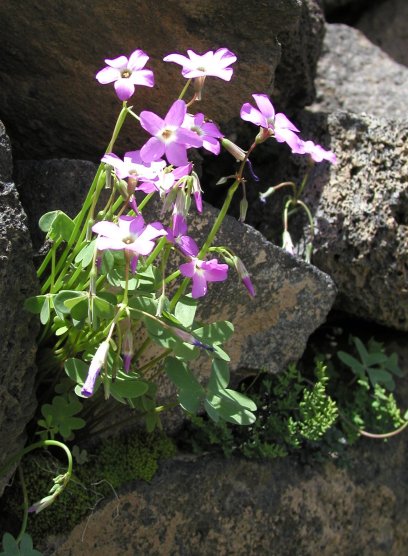 Raqchi Flowers