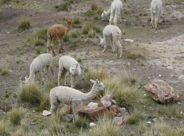 Wild Alpacas