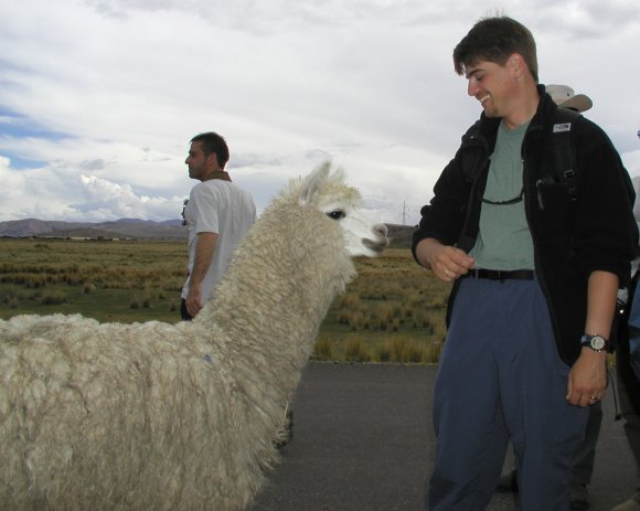 Curious Alpaca