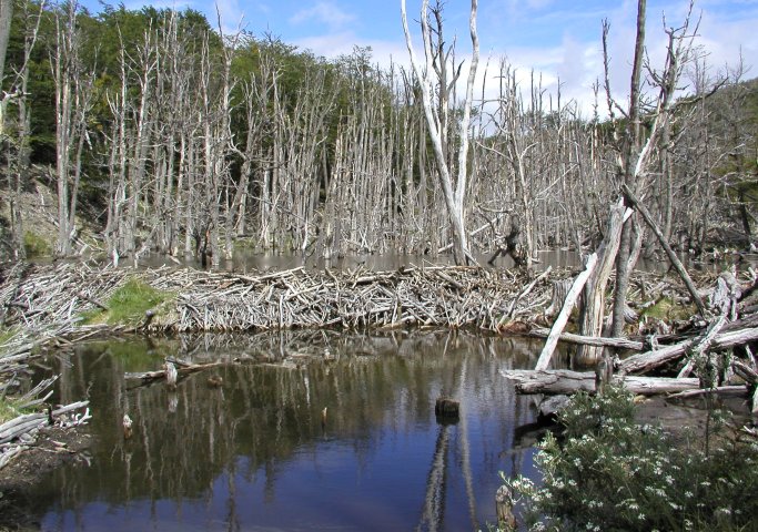 Beaver Dam