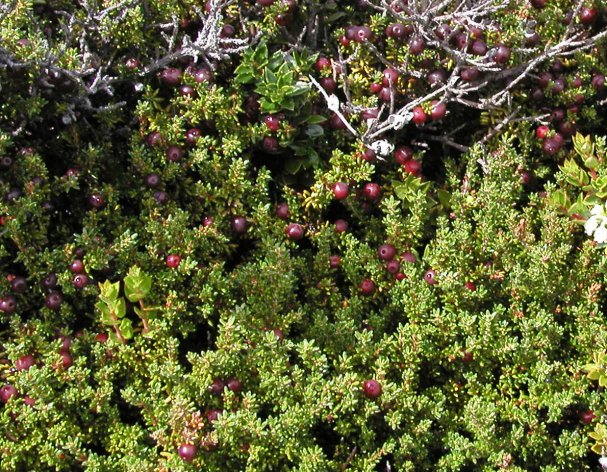 Calafate Berries