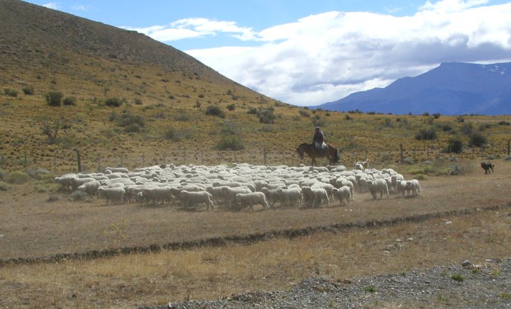 Sheep Herding