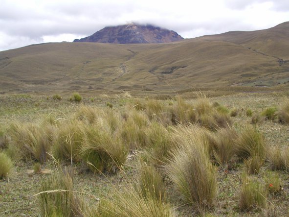 Mountain Brush