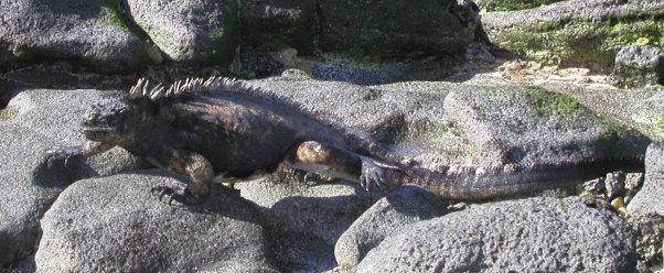 Marine Iguana