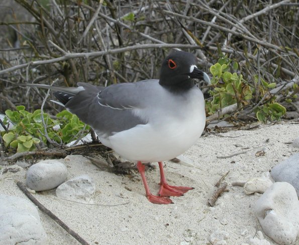 Swallowtail Gull