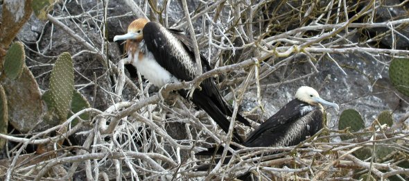 Baby Frigatebirds