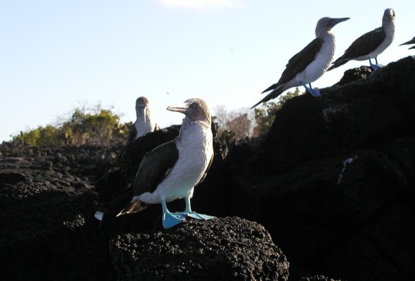 Blue-footed Boobies