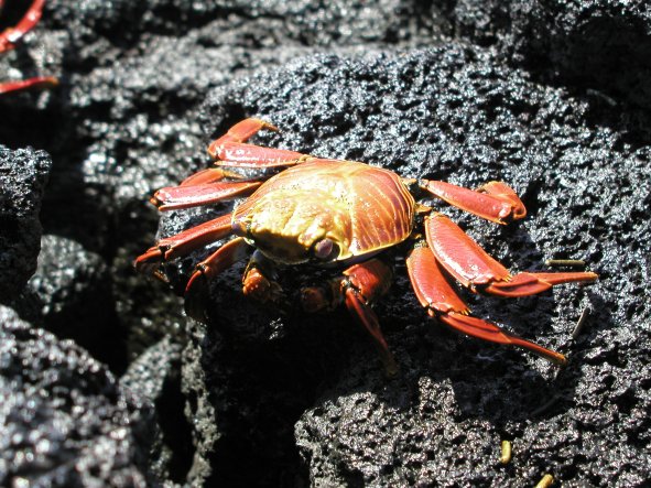 Sally Lightfoot Crab