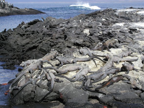 Marine Iguanas