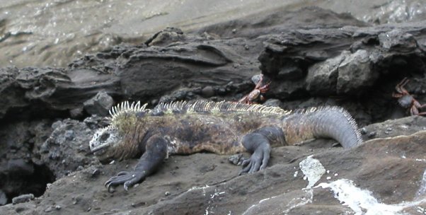 Marine Iguana