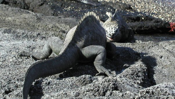 Marine Iguana Fight