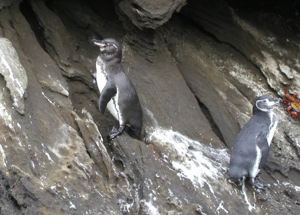 Galapagos Penguins