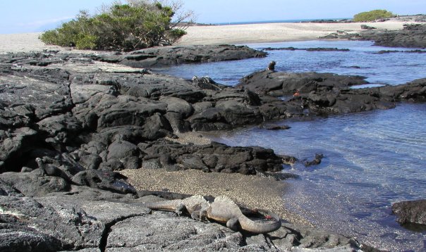 Marine Iguana Fight