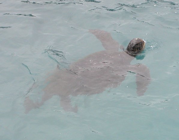 Sea Turtle