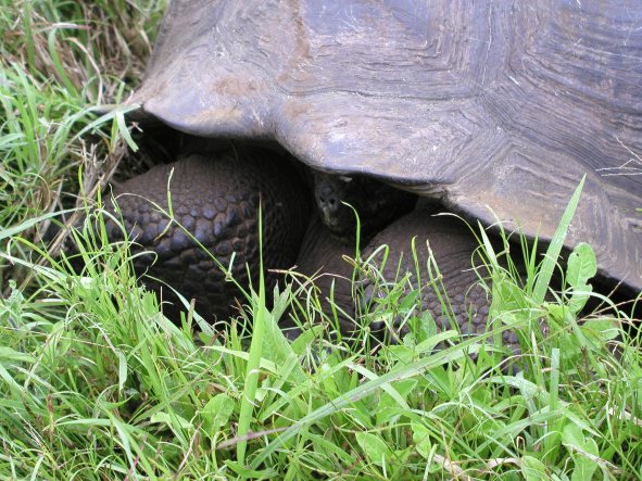 Tortoise at Isla Santa Cruz