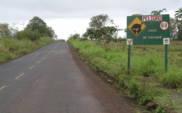 Turtle Crossing