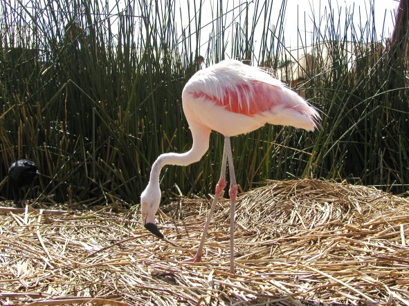 Pink Flamingo