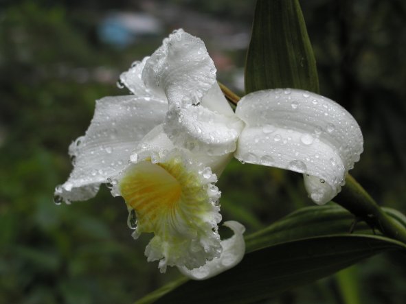 Orchid Trail
