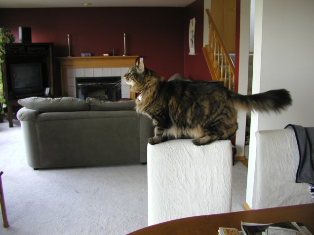King of the Room
