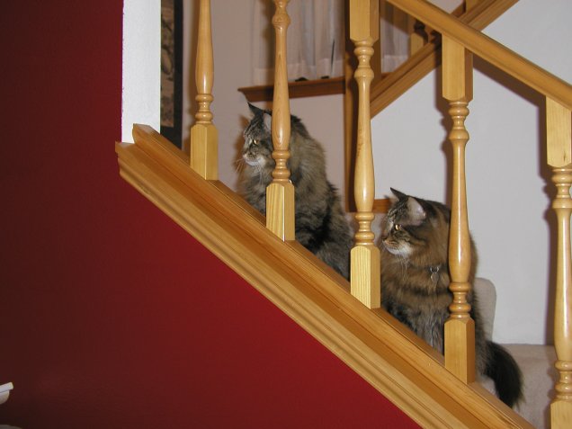 Cats and Color