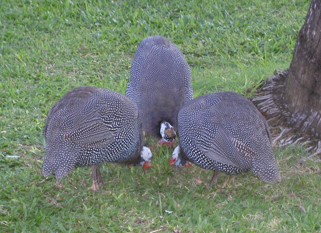 Guests In Place